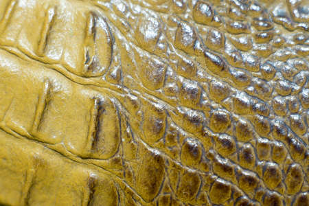 Close-up crocodile leather texture background