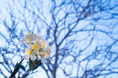 White Frangipani flowers on the tree