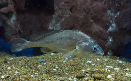 Sodier croaker fish in aquarium. Wildlife animal.