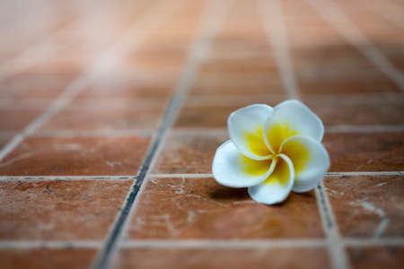 close-up of  White Frangipani flowers on the floorの写真素材