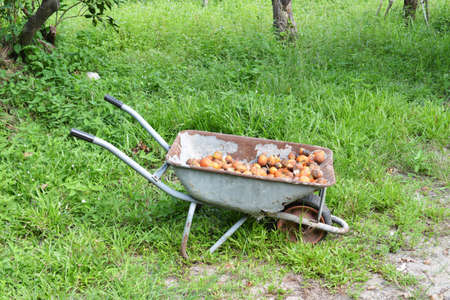 wheelbarrow with Areca nut on a farmの写真素材