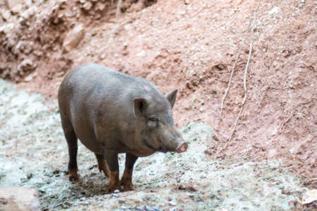 boar, also known as the wild swine, Eurasian wild pigの写真素材