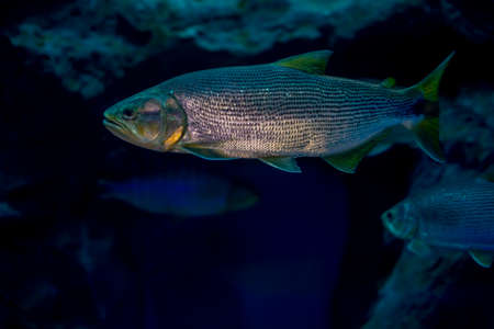 Salminus brasiliensis in aquarium. Wildlife animal.の写真素材