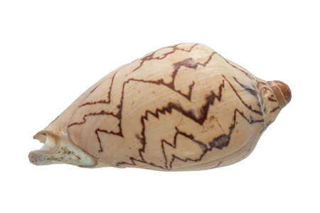 Sea shells isolated on a white background  close up.