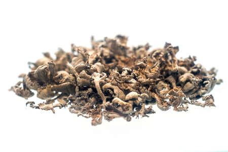 Schizophyllum commune mushroom or split gill.Mushrooms. dried mushroom food for health.の写真素材