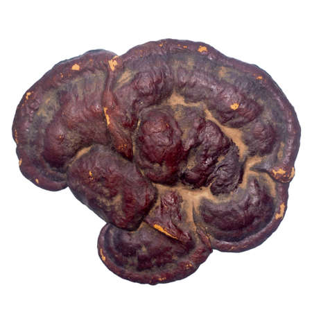 Ganoderma on a white background.