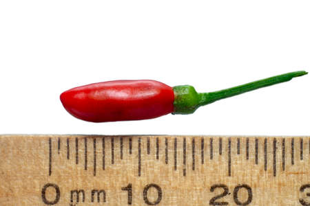 Small chili peppers with a spicy flavorの写真素材