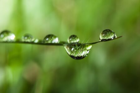 dews on grassの写真素材