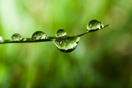 dews on grassの写真素材