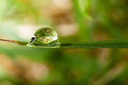 dews on grassの写真素材
