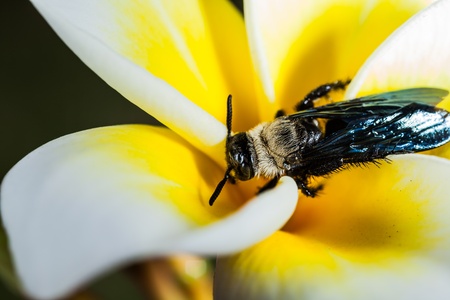 bee on flowerの写真素材