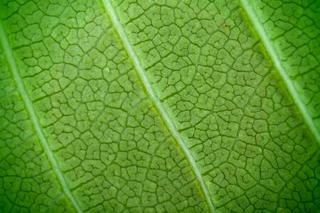 structure of leaf