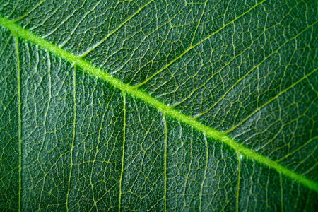 structure of leafの写真素材