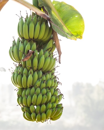 bananaの写真素材