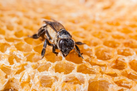 beehive and beeの写真素材