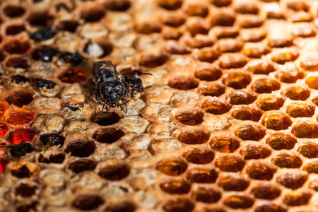 beehive and beeの写真素材
