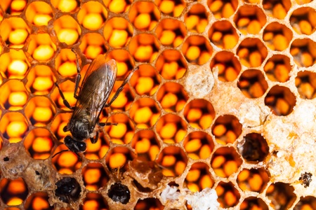 beehive and bee
