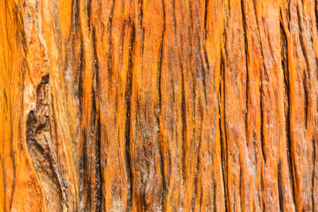 wood and  textureの写真素材