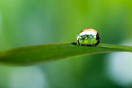 dews on grass