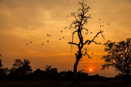 sunset and birdの写真素材