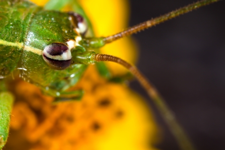 insect eyeの写真素材