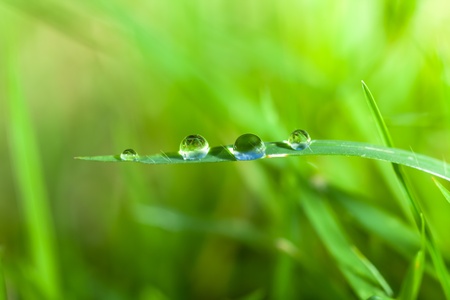 dews on grass