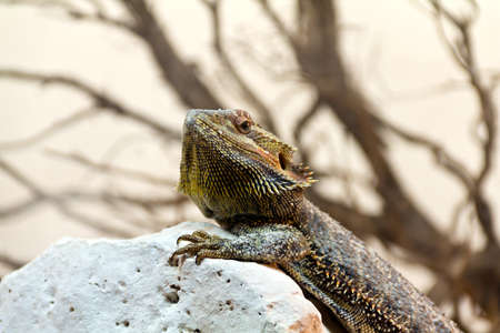 Bearded Dragon (Pogona Vitticeps) posing on a rockの写真素材
