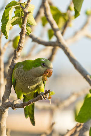 Monk Parakeet eating figs on a branchの写真素材