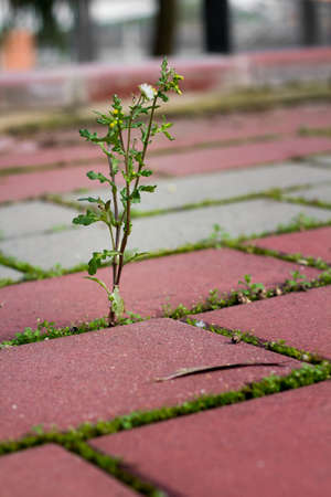 Little grass and flower grow between bricks gap