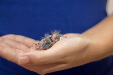 Woman with blue shirt holding a baby sparrow on her handの写真素材