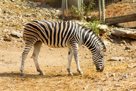Female Zebra feeding in a nature reserveの写真素材