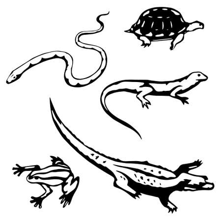 reptiles and amphibiansのイラスト素材