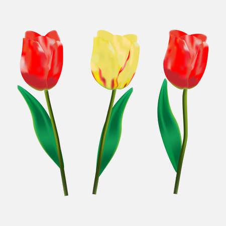 Three tulips on a white backgroundのイラスト素材