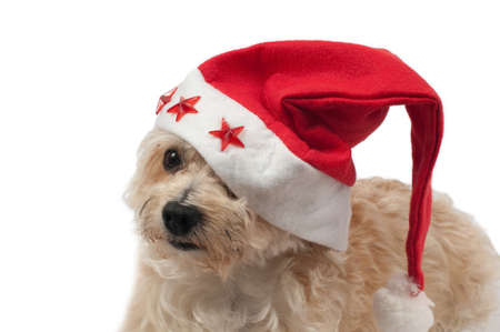 Sad Christmas Dog