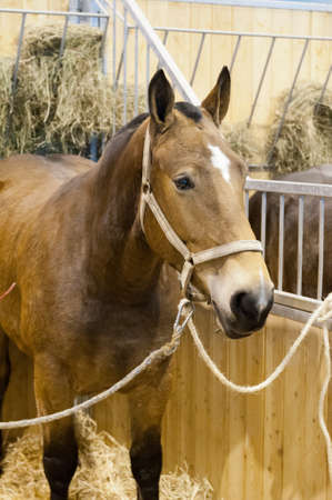 PARIS - FEBRUARY 26: The Paris International Agricultural Show 2012 -  Brown Horseのeditorial素材