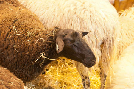 PARIS - FEBRUARY 26: The Paris International Agricultural Show 2012 -  Speech on the wolf: The Paris International Agricultural Show 2012 -  black sheepのeditorial素材