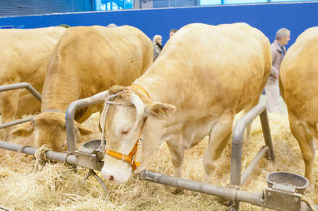 PARIS - FEBRUARY 26: The Paris International Agricultural Show 2012 -  Blonde of Aquitaine Cowのeditorial素材
