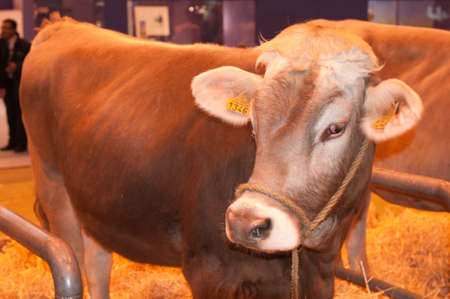 PARIS - FEBRUARY 26: The Paris International Agricultural Show 2012 -  jersiaise Cowのeditorial素材