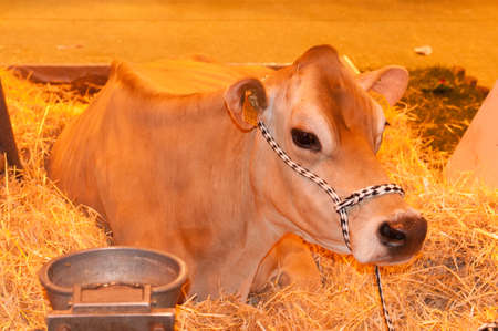 PARIS - FEBRUARY 26: The Paris International Agricultural Show 2012 -のeditorial素材