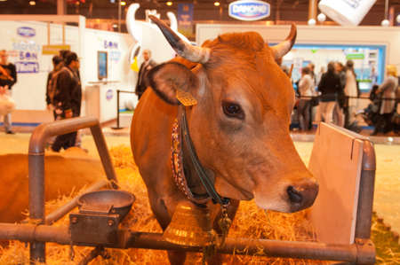 PARIS - FEBRUARY 26: The Paris International Agricultural Show 2012 -  Tarentaise Cowのeditorial素材