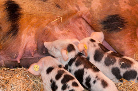 PARIS - FEBRUARY 26: The Paris International Agricultural Show 2012 -  Young Pig eatingのeditorial素材