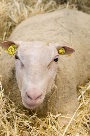 PARIS - FEBRUARY 26: The Paris International Agricultural Show 2012 -  Sheep in the Strawのeditorial素材