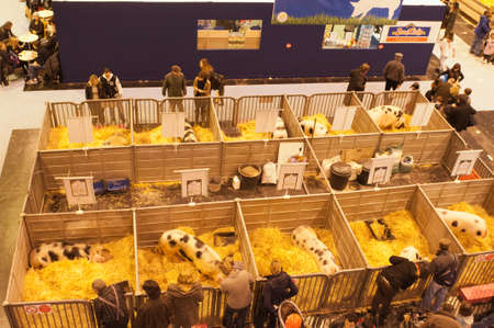 PARIS - FEBRUARY 26: The Paris International Agricultural Show 2012 -  Top view on the pigのeditorial素材