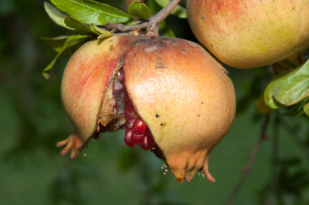 Opened Punica granatum in its tree  front view 