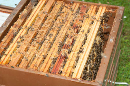 Top of the beehive