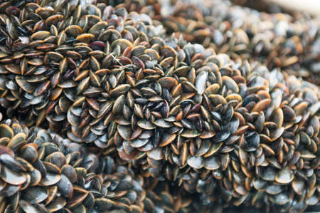 Box of young Mussel attached on the cord  view 3 