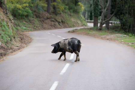 Corsica Pig on the road の写真素材
