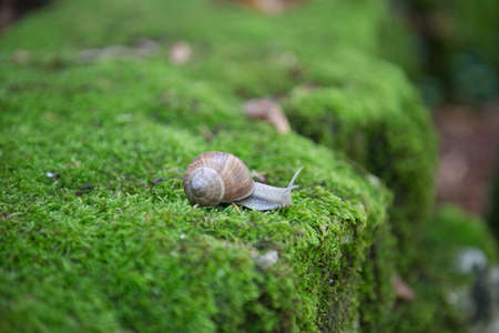 Snail of Bourgogneの写真素材
