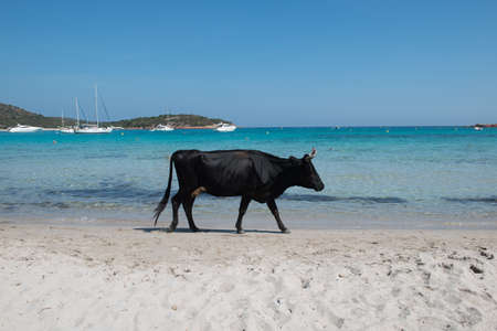 Black Cow on the beach of Rondinara in Corsica, Franceの写真素材