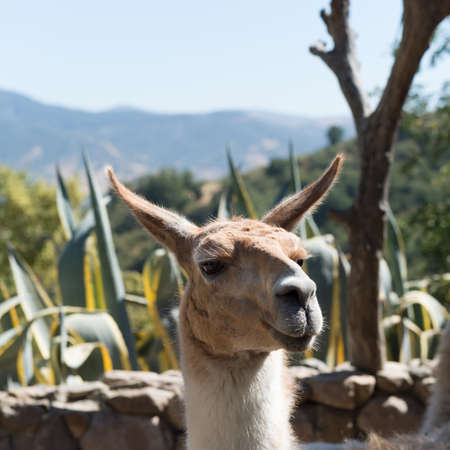 Vicuna in Chileの写真素材